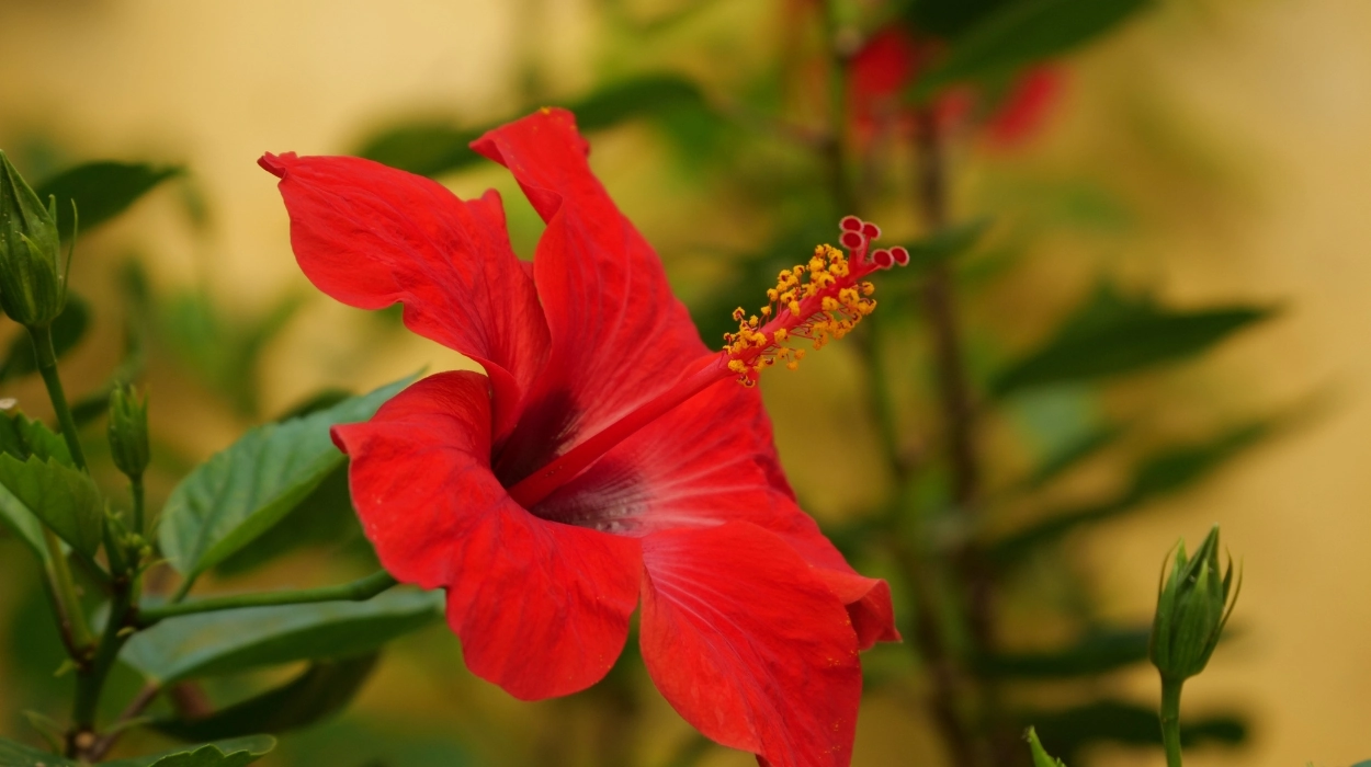 Hibiscus For Hair Growth