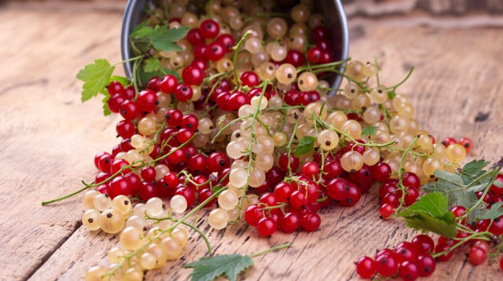 Red And White Currants