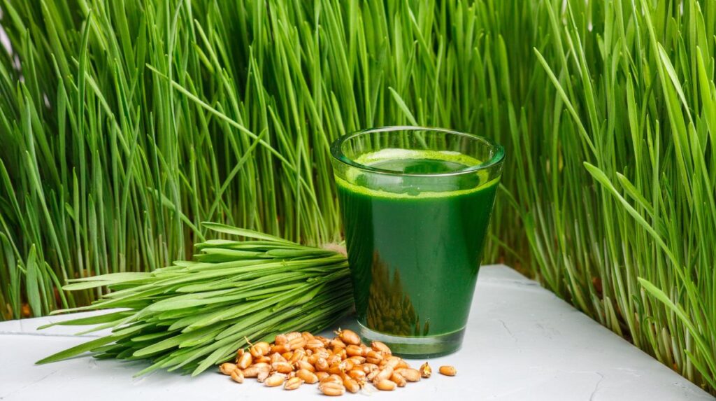 Wheatgrass